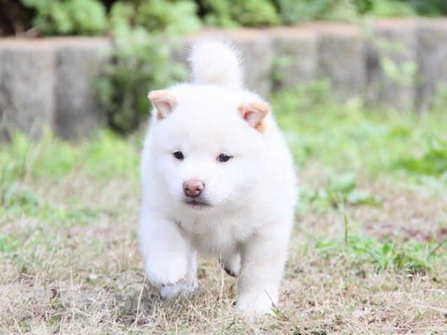 IMG_0279-shibainu-koinu IMG_0279-shibainu-koinu
