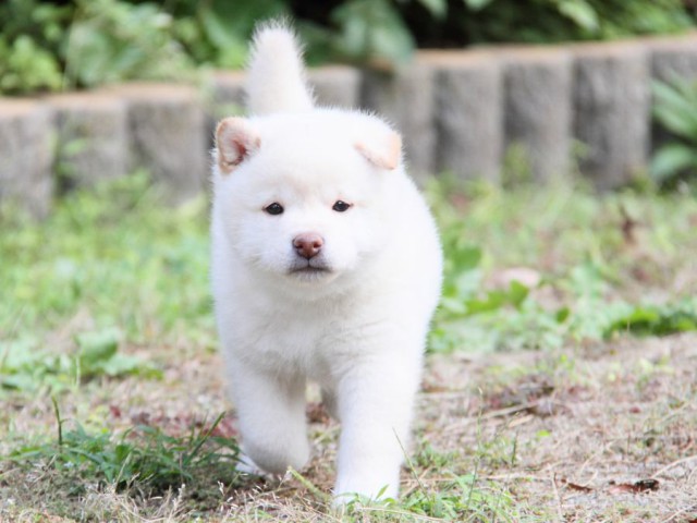 IMG_0339-shibainu-koinu IMG_0339-shibainu-koinu