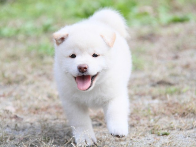 IMG_0342-shibainu-koinu IMG_0342-shibainu-koinu