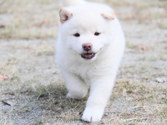 IMG_0347-shibainu-koinu IMG_0347-shibainu-koinu