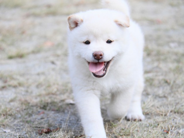 IMG_0350-shibainu-koinu IMG_0350-shibainu-koinu