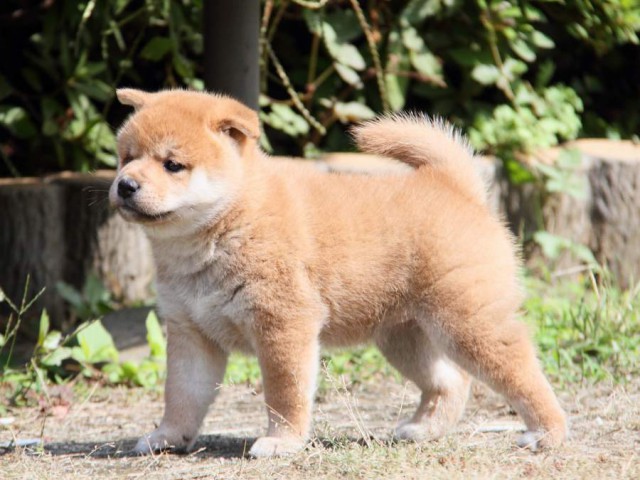 IMG_0382-shibainu-koinu IMG_0382-shibainu-koinu