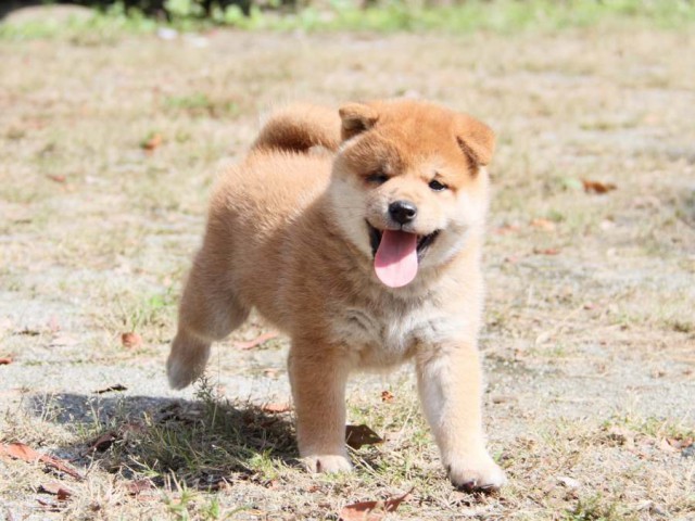 IMG_0393-shibainu-koinu IMG_0393-shibainu-koinu