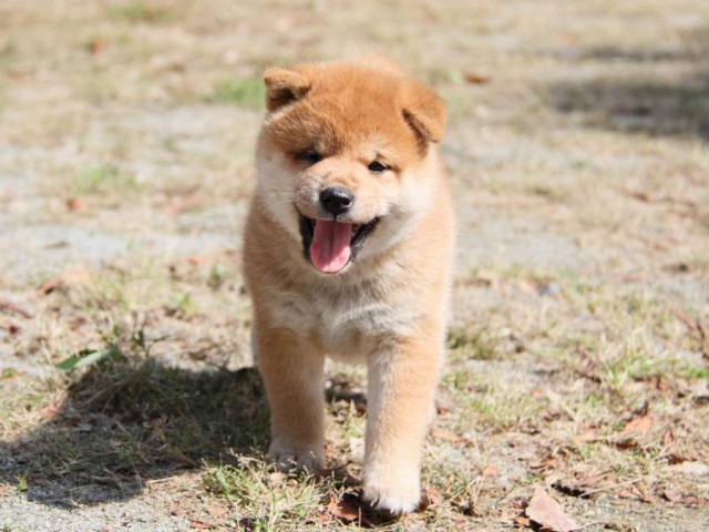 IMG_0401-shibainu-koinu IMG_0401-shibainu-koinu
