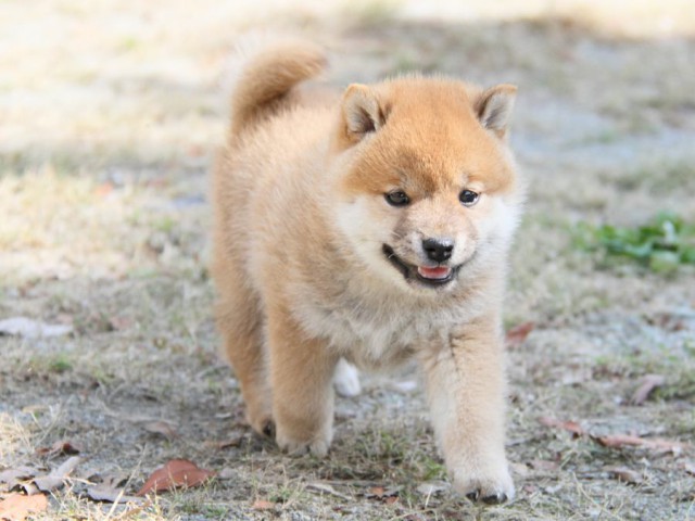 IMG_0437-shibainu-koinu IMG_0437-shibainu-koinu