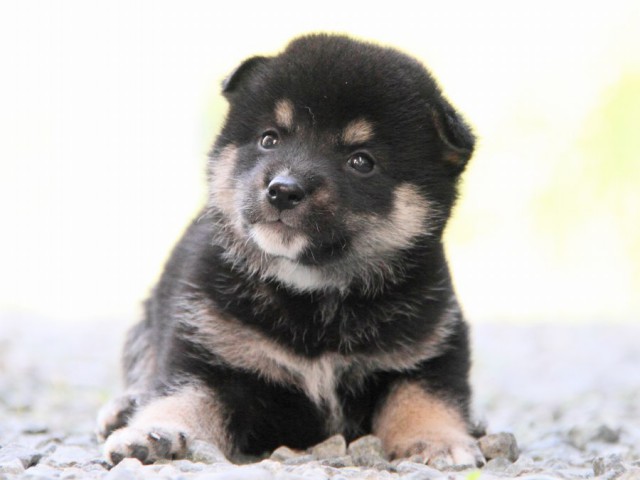 IMG_0467-shibainu-puppy IMG_0467-shibainu-puppy