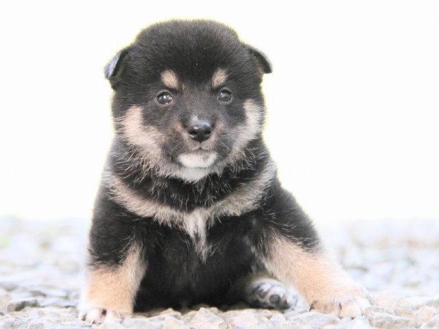 IMG_0496-shibainu-puppy IMG_0496-shibainu-puppy