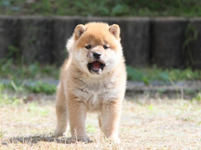 IMG_0505-shibainu-koinu IMG_0505-shibainu-koinu