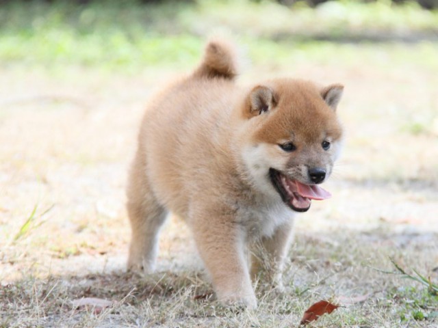 IMG_0519-shibainu-koinu IMG_0519-shibainu-koinu