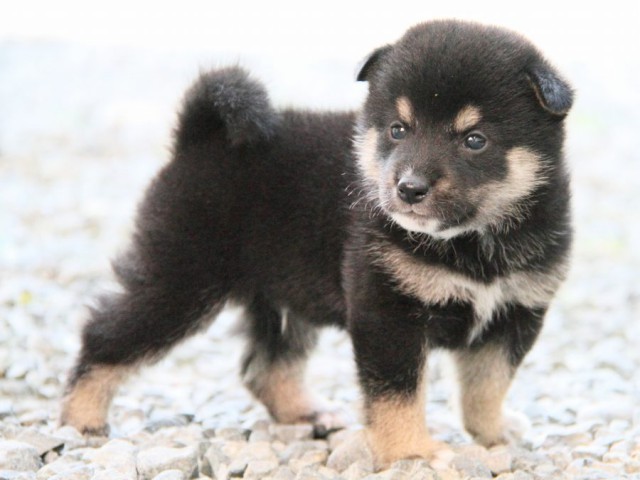 IMG_0529-shibainu-puppy IMG_0529-shibainu-puppy