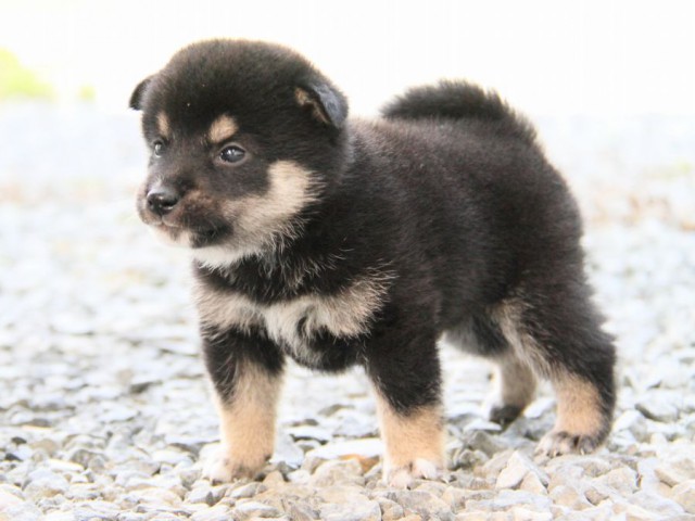 IMG_0544-shibainu-puppy IMG_0544-shibainu-puppy