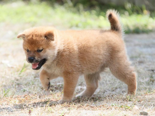 IMG_0566-shibainu-koinu IMG_0566-shibainu-koinu
