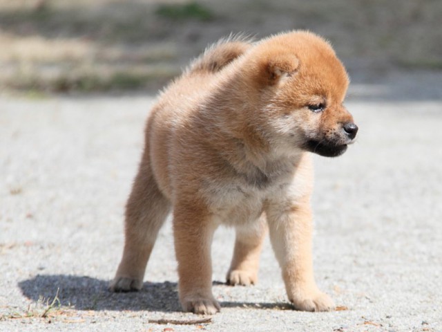 IMG_0607-shibainu-koinu IMG_0607-shibainu-koinu