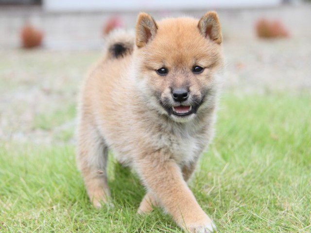 IMG_0633-shibainu-koinu IMG_0633-shibainu-koinu