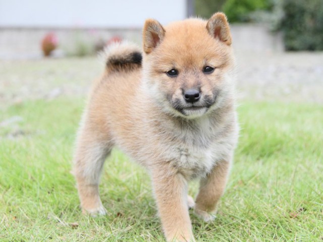 IMG_0639-shibainu-koinu IMG_0639-shibainu-koinu