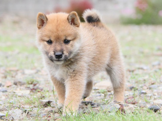 IMG_0647-shibainu-koinu IMG_0647-shibainu-koinu