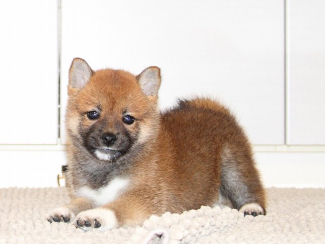 IMG_0664-shibainu-puppy IMG_0664-shibainu-puppy