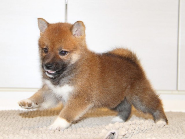 IMG_0668-shibainu-puppy IMG_0668-shibainu-puppy