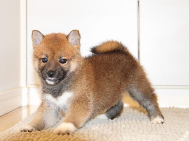 IMG_0673-shibainu-puppy IMG_0673-shibainu-puppy
