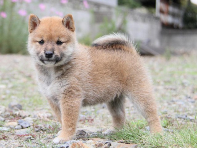 IMG_0676-shibainu-koinu IMG_0676-shibainu-koinu