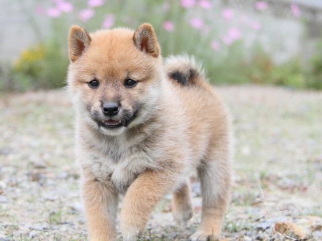 IMG_0678-shibainu-koinu IMG_0678-shibainu-koinu