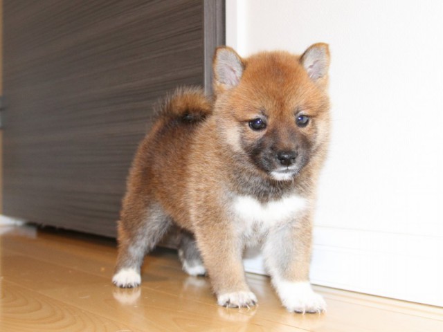 IMG_0680-shibainu-puppy IMG_0680-shibainu-puppy