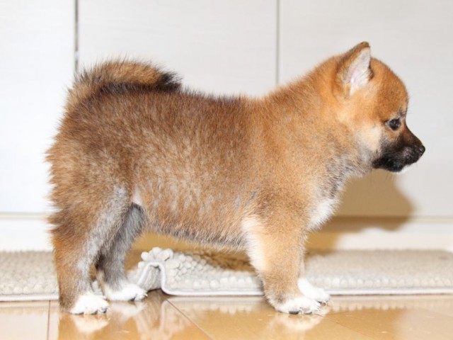 IMG_0692-shibainu-puppy IMG_0692-shibainu-puppy
