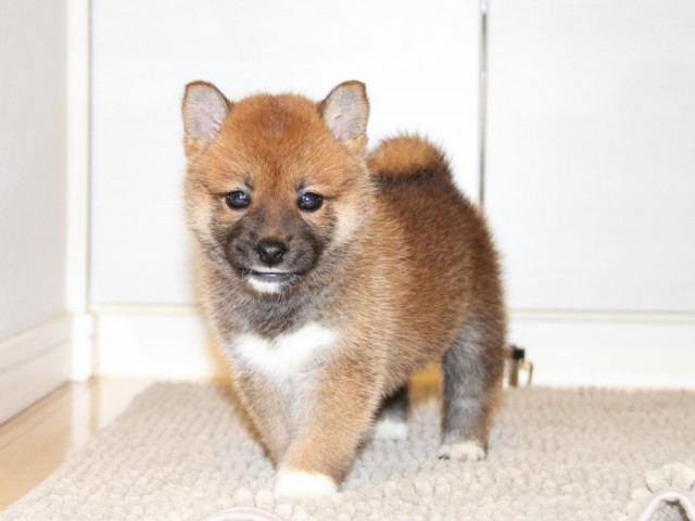 IMG_0708-shibainu-puppy IMG_0708-shibainu-puppy