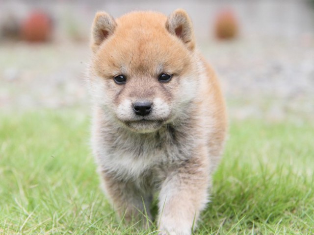 IMG_0716-shibainu-koinu IMG_0716-shibainu-koinu