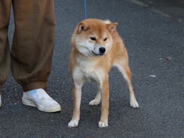 IMG_0718-shibainu-koinu IMG_0718-shibainu-koinu