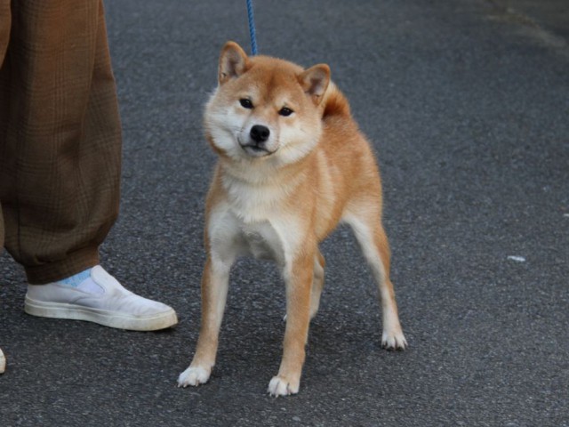 IMG_0721-shibainu-koinu IMG_0721-shibainu-koinu