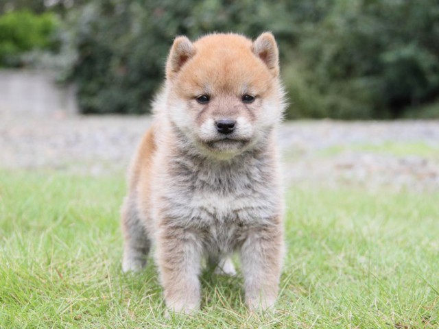 IMG_0725-shibainu-koinu IMG_0725-shibainu-koinu
