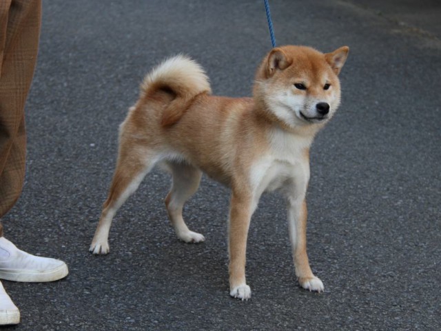 IMG_0727-shibainu-koinu IMG_0727-shibainu-koinu