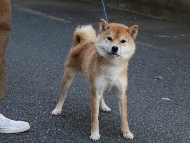 IMG_0738-shibainu-koinu IMG_0738-shibainu-koinu