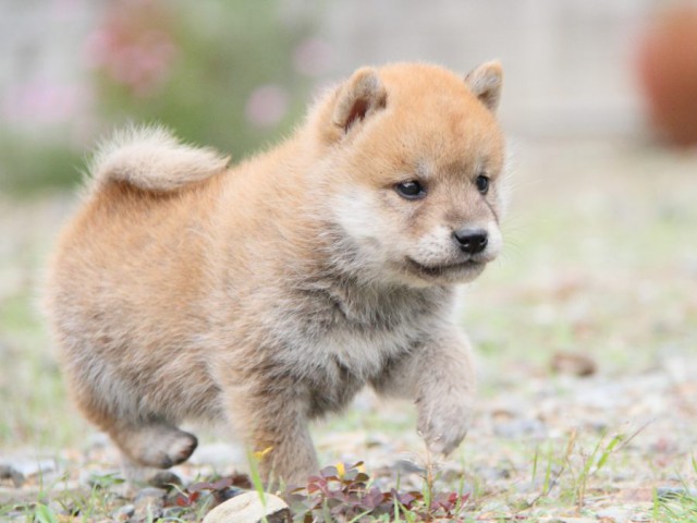 IMG_0744-shibainu-koinu IMG_0744-shibainu-koinu