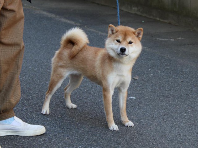 IMG_0749-shibainu-koinu IMG_0749-shibainu-koinu