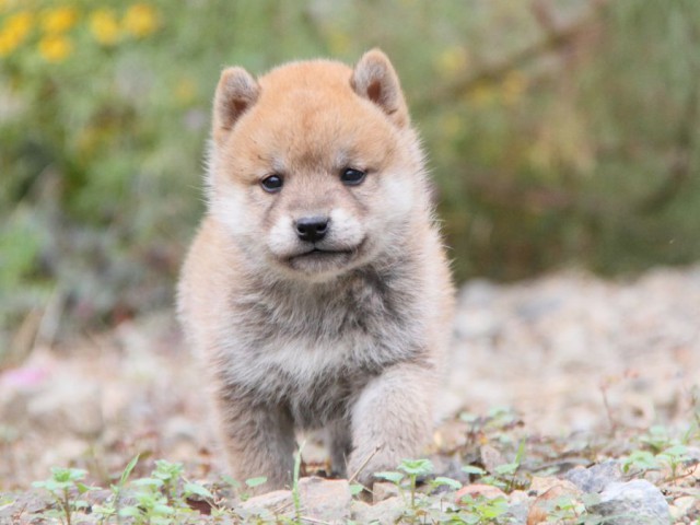 IMG_0767-shibainu-koinu IMG_0767-shibainu-koinu