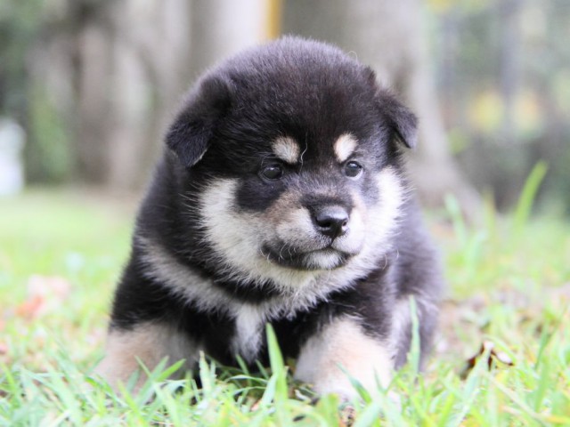 IMG_0771-shibainu-puppy IMG_0771-shibainu-puppy