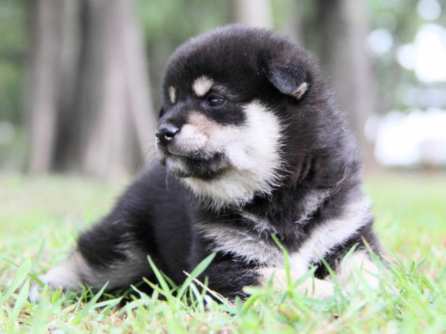 IMG_0776-shibainu-puppy IMG_0776-shibainu-puppy