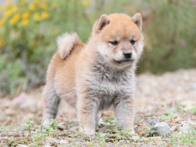 IMG_0780-shibainu-koinu IMG_0780-shibainu-koinu