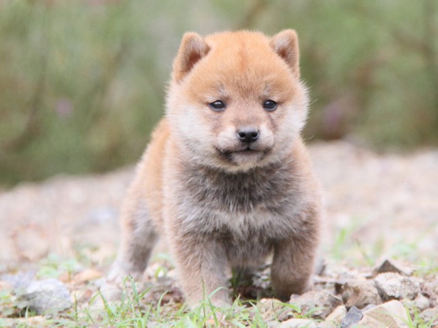 IMG_0800-shibainu-koinu IMG_0800-shibainu-koinu