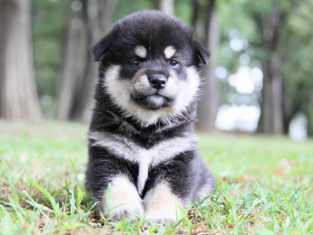 IMG_0802-shibainu-puppy IMG_0802-shibainu-puppy