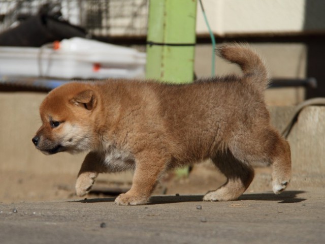 IMG_0803-shibainu-koinu IMG_0803-shibainu-koinu