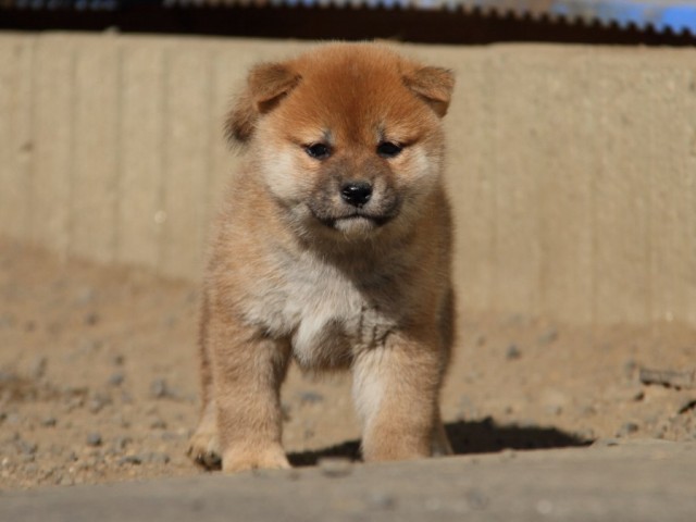 IMG_0818-shibainu-koinu IMG_0818-shibainu-koinu
