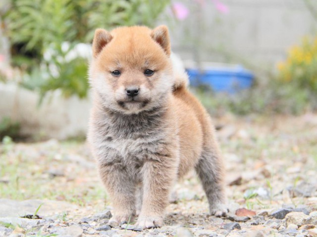 IMG_0820-shibainu-koinu IMG_0820-shibainu-koinu