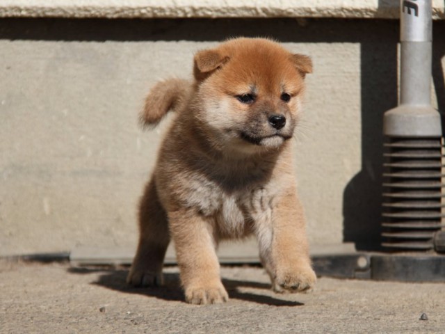 IMG_0823-shibainu-koinu IMG_0823-shibainu-koinu