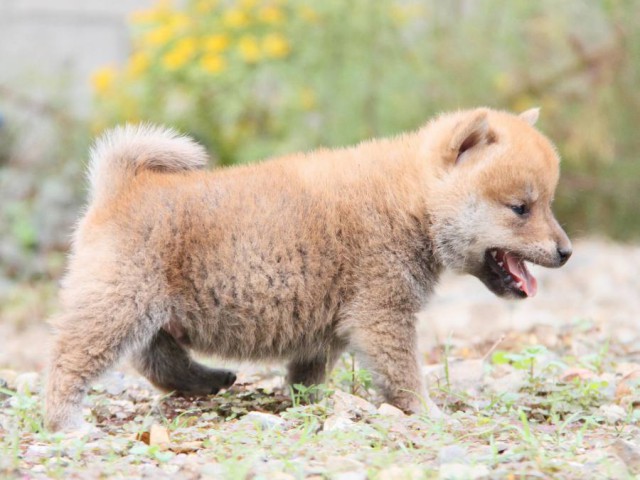 IMG_0830-shibainu-koinu IMG_0830-shibainu-koinu