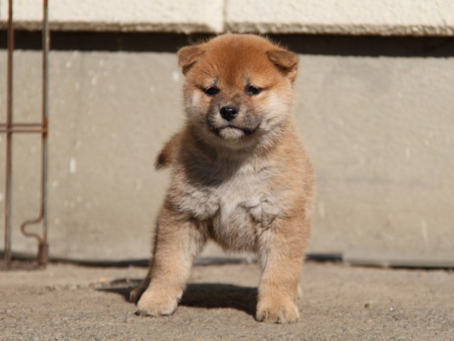 IMG_0841-shibainu-koinu IMG_0841-shibainu-koinu