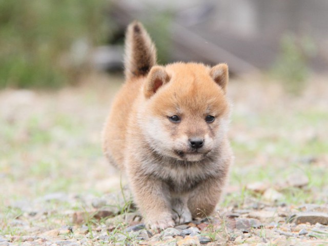 IMG_0862-shibainu-koinu IMG_0862-shibainu-koinu