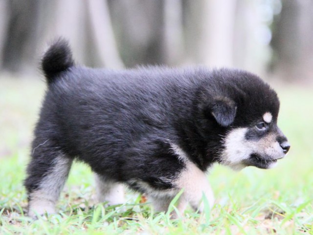 IMG_0871-shibainu-puppy IMG_0871-shibainu-puppy
